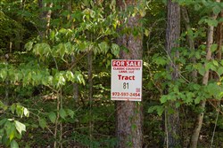Big White Oak Tract 81