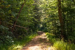 Big White Oak Tract 81