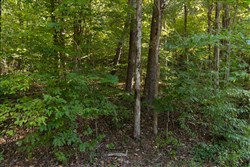 Big White Oak Tract 81