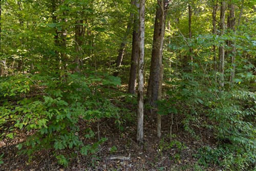 Big White Oak Tract 81