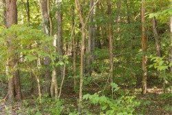 Big White Oak Tract 81