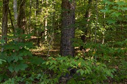 Big White Oak Tract 81