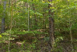 Big White Oak Tract 81