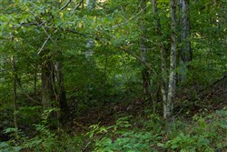 Big White Oak Tract 82
