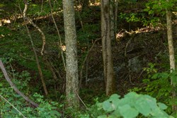 Big White Oak Tract 82