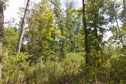 Big White Oak Tract 84
