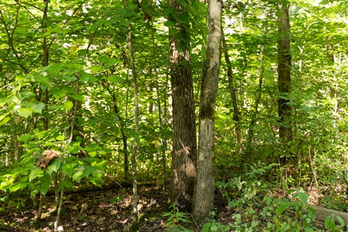 Big White Oak Tract 84