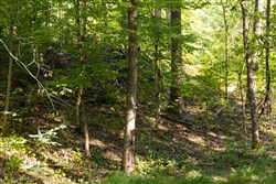 Big White Oak Tract 84