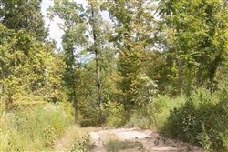 Big White Oak Tract 84