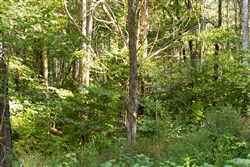 Big White Oak Tract 84