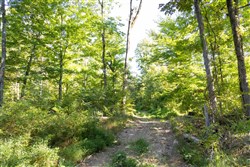 Big White Oak Tract 85