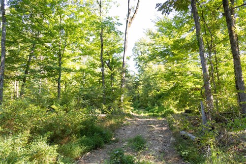 Big White Oak Tract 85