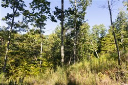 Big White Oak Tract 85