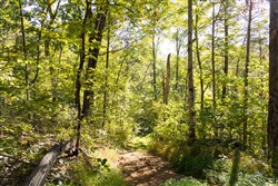 Big White Oak Tract 85