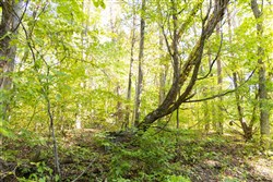 Big White Oak Tract 85