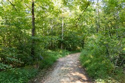 Big White Oak Tract 86