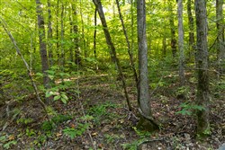 Big White Oak Tract 86