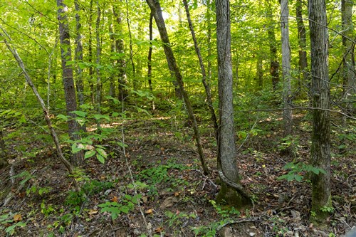 Big White Oak Tract 86
