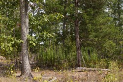 Big White Oak Tract 86
