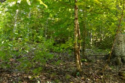 Big White Oak Tract 86