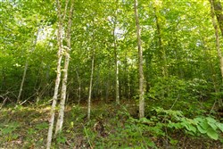 Big White Oak Tract 87