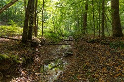 Big White Oak Tract 87