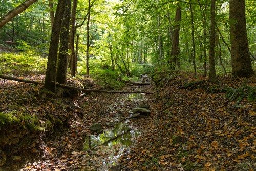 Big White Oak Tract 87