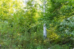Big White Oak Tract 87