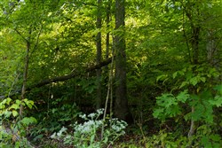 Big White Oak Tract 87