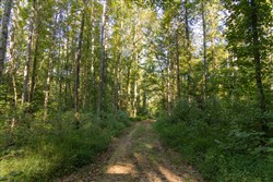 Big White Oak Tract 88