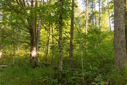 Big White Oak Tract 88