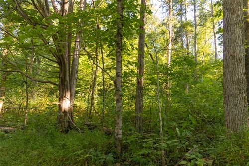 Big White Oak Tract 88