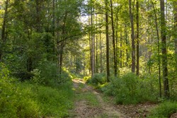 Big White Oak Tract 88