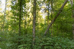 Big White Oak Tract 88