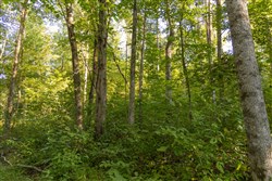 Big White Oak Tract 88