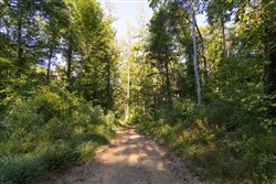 Big White Oak Tract 89