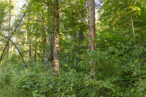 Big White Oak Tract 89