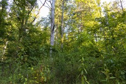 Big White Oak Tract 89