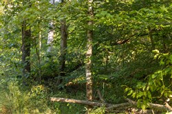 Big White Oak Tract 89