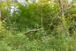Big White Oak Tract 89