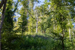 Big White Oak Tract 9
