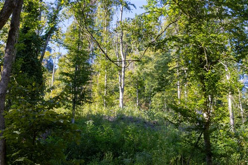 Big White Oak Tract 9