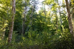 Big White Oak Tract 9