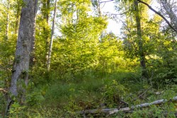 Big White Oak Tract 90