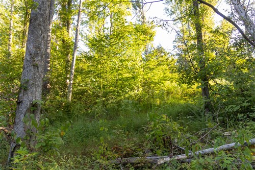 Big White Oak Tract 90
