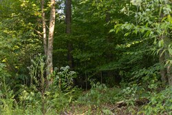 Big White Oak Tract 90