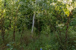 Big White Oak Tract 90