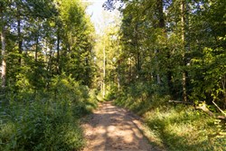 Big White Oak Tract 90