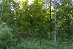 Big White Oak Tract 91