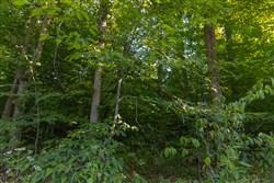 Big White Oak Tract 91